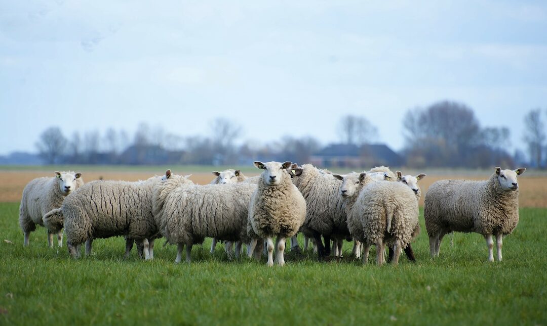 Schaf oder Chefetage? 3 Strategien zum Upgrade auf die nächste Karrierestufe